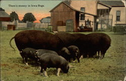 There's Money in Iowa Hogs Postcard