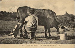 From Producer to Consumer Cows & Cattle Postcard Postcard