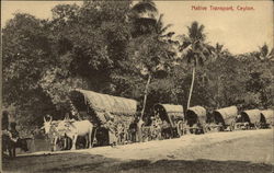 Native Transport Ceylon Southeast Asia Postcard Postcard