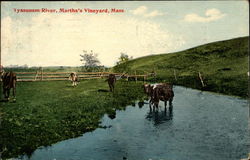 Tyasquam River Postcard