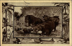 Hippopotamus Postcard