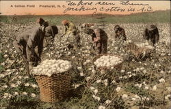 A Cotton Field Postcard