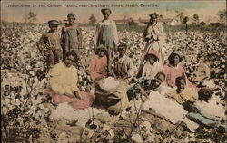 Noon-time in the Cotton Patch Postcard