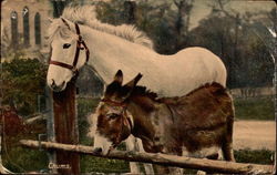 Chums Horses Postcard Postcard