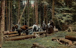 Logging in new Hampshire Postcard