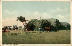 Stacking Alfalfa Farming Postcard Postcard