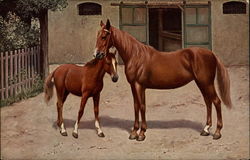 Horse and colt Postcard