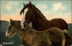 Baby Mine Horses Postcard Postcard