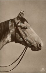 Profile of a Horse Postcard