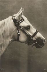 White Horse Postcard