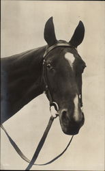 Photograph of a horse head Horses Postcard Postcard