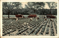 Dennis Farm Delicacies Delight Hotel Dennis Diners Atlantic City, NJ Postcard Postcard