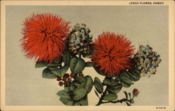 Lehua Flower, Hawaii Flowers Postcard Postcard