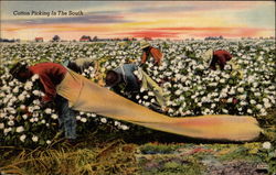 Cotton Picking in the South Black Americana Postcard Postcard