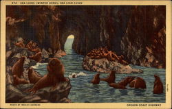 Sea Lions (Winter Herd), Sea Lion Caves Postcard Postcard