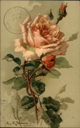 Long-stemmed pink rose C. Klein Postcard Postcard