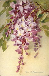 Branch with Purple Flowers C. Klein Postcard Postcard