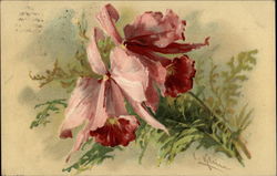 Watercolor of pink flower C. Klein Postcard Postcard