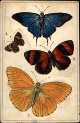 Four Butterfly Specimens Postcard Postcard