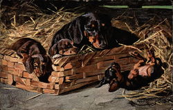 Dachshund with puppies in a basket Postcard