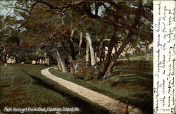 Path Through the Willows, Cushing Island Postcard