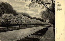 3809 - Magnolia Trees in bloom, Oxford St., Rochester, N.Y Postcard