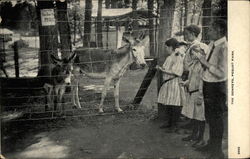 The Donkeys, Pequot Park Westfield, MA Postcard Postcard