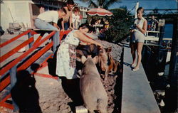 Gina's Restaurant-Cocktail Lounge Fort Lauderdale, FL Postcard Postcard