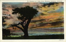 Cypress on 17 Mile Drive Pebble Beach, CA Postcard Postcard Postcard