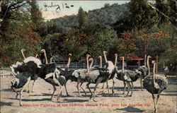 Ostriches Fighting at the Cawston Ostrich Farm Postcard