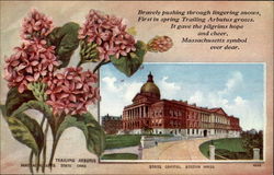 Massachusetts State Flower and Capitol Postcard