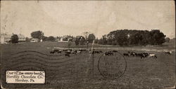 Cow herd Postcard