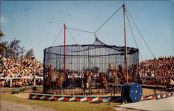 Winter Quarters of Ringling Brothers and Barnum & Bailey Circus Sarasota, FL Postcard Postcard