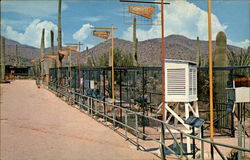 Watershed Exposition Arizona - Sonora Desert Museum Postcard