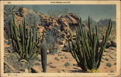 Pipe Organ Cactus, in desert setting Cactus & Desert Plants Postcard Postcard