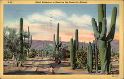 Giant, Sahuaros, a Road on the Desert in Arizona Cactus & Desert Plants Postcard Postcard