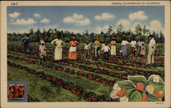 Sharecroppers picking strawberries in field Louisiana Postcard Postcard