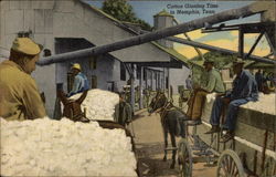 Cotton Ginning Time Postcard