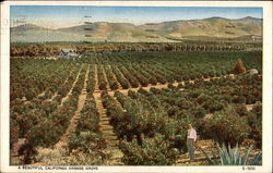 A Beautiful California Orange Grove Postcard