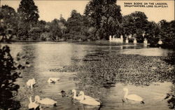 Swan Scene on The Lagoon, Brightwaters Bridgewater, NY Postcard Postcard