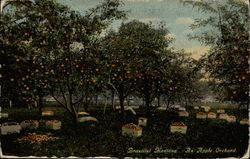 An Apple Orchard Postcard