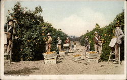 Picking Oranges Postcard