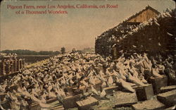 Pigeon Farm, near Los Angeles, California, on Road of a Thousand Wonders Postcard