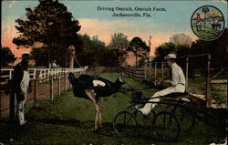 Driving Ostrich, Ostrich Farm Jacksonville, FL Postcard Postcard