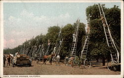 Picking Oranges Postcard