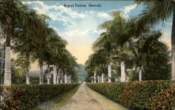 Royal Palms - Tree Lined Path Honolulu, HI Postcard Postcard