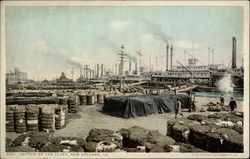 Cotton on the Levee Postcard