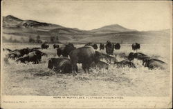 Herd of Buffaloes, Flathead Reservation Missoula, MT Postcard Postcard