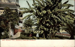 Banana Tree, Southern California Residence Trees Postcard Postcard