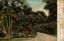 Triple Royal Palm, Ridgewood Ave Postcard